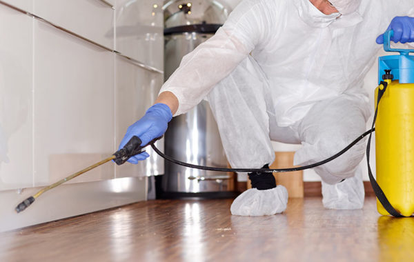 disinfestazione-magic-service